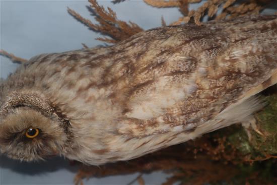 A cased taxidermic Eurasian eagle-owl